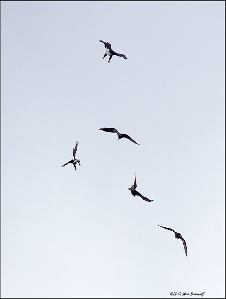 _5SB6642 five eagles.jpg